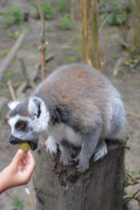ring-tailed-lemur-214750_960_720.jpg