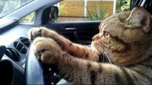 Driving @.jpg
