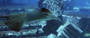 stingray-3399111_960_720.jpg