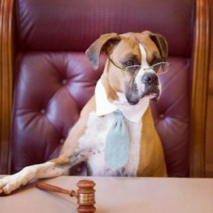 Judge @.jpg