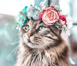 cat.jpg