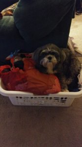 suzylaundry.jpg