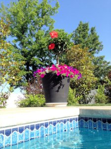 potted plant.JPG