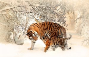 tiger-591359_960_720 - Copy.jpg