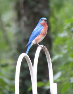 Garden bluebird.jpg