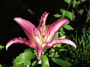 star-lily copy.jpg