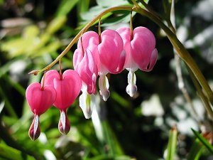 Bleeding Hearts 2 copy.jpg