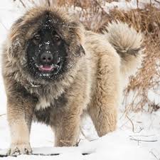 Image result for caucasian mountain shepherd