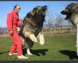 Image result for caucasian mountain shepherd