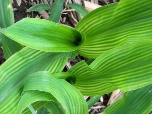 corn leaves.jpg