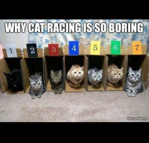 catracing.jpg