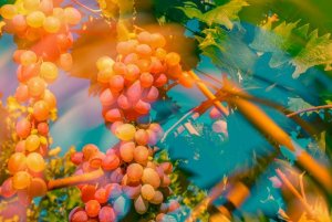 grapes-3668135_960_720.jpg