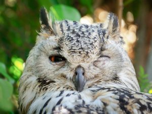 bengal-eagle-owl-3452925_960_720.jpg