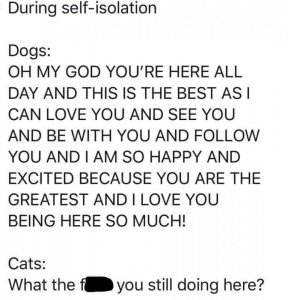 dogscats.jpg