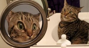 Magnified @.jpg
