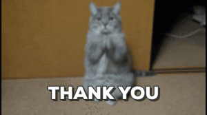thank you cat.gif