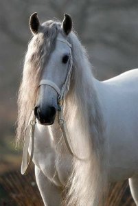 Andalusian1[1].jpg