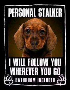 FB_IMG_15849265671892623.jpg