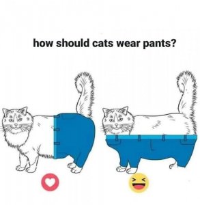 catspants.jpg