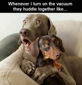 101-Best-Funny-Dog-Memes-68-720x750.jpg