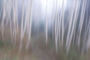 alders in the mist.jpg