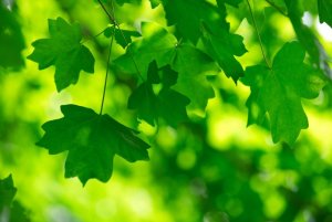 green-leaves[1].jpg