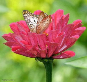 beautiful-flower-photo-with-butterfly-by-amazing-pictures[1].jpg