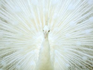 white-peacock-beautiful[1].jpg