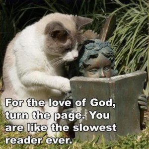 reading cat.jpg