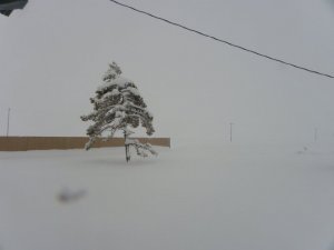 Cool snow scene Beckwourth CA. March 2020.JPG Cool snow scene Beckwourth CA. March 2020.JPG