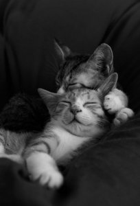bw cool cat 2.jpg