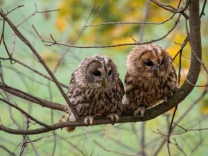 brown stuff owls 3.jpg