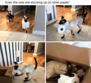 when-your-cats-want-toilet-paper.jpg