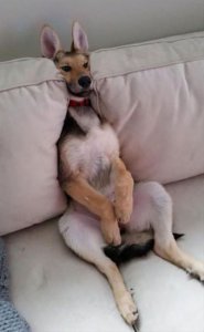 Wedged @.jpg