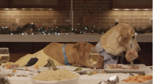 Fresh-Pet-10.gif