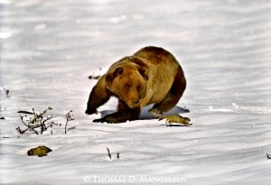 griz22.jpg griz22.jpg