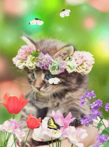 10.gif