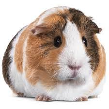 Guinea pig.jpg