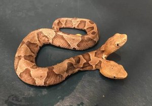 two headed.jpg