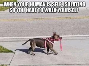 FB_IMG_15855740978114446.jpg