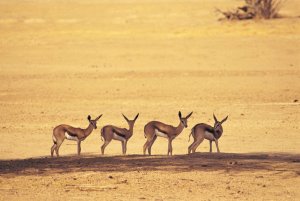 Springbok-Kalahari.jpg Springbok-Kalahari.jpg
