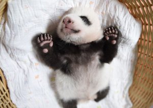 Newborn @.jpg