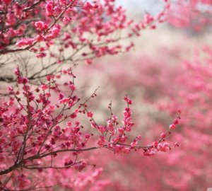 cropped-sakura_cherry_blossom-wallpaper-1440x10801[1].jpg