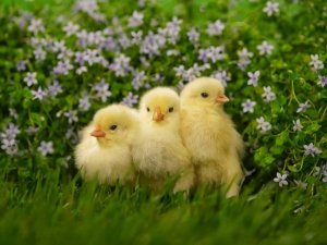 yellow stuff chicks.jpg