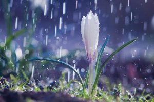 first-spring-flowers-beautiful-spring-white-crocus-spring-rain-beautiful-spring-white-crocus-s...jpg