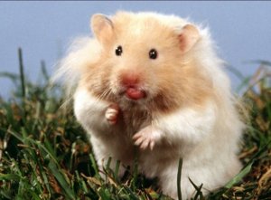 teddybearhamster.jpg