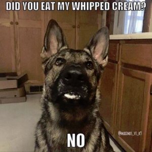 whippedcreamdog.JPG