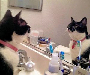 Reflection @ .jpg