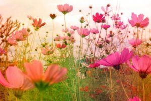 The-beauty-of-the-flowers-620x414.jpg