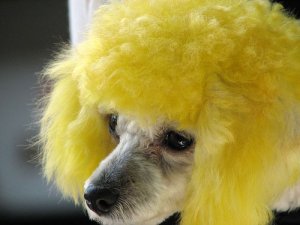 Amazing Cute Colorful Dogs Photos (3).jpg